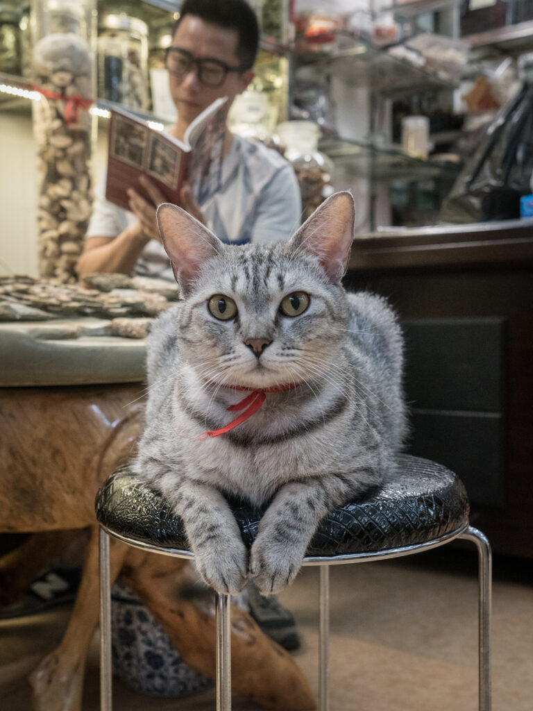 Chinese store cat
