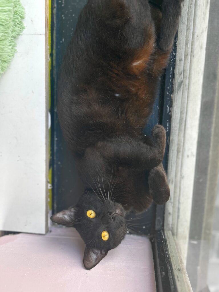 cute black cat