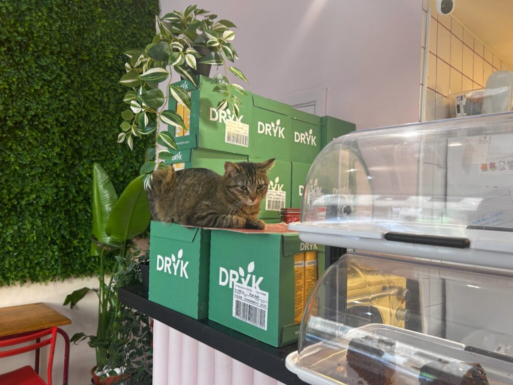 dierenasiel Antwerpen