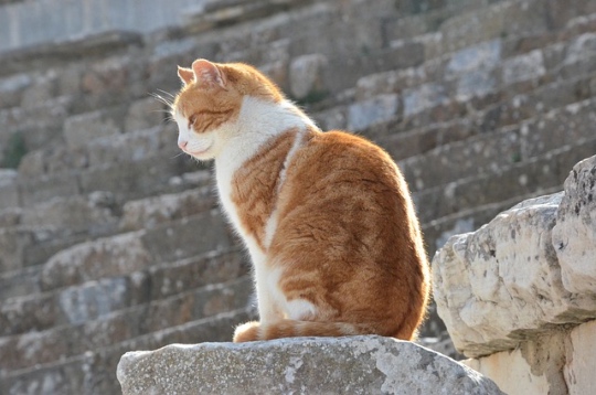 Ephesus cat