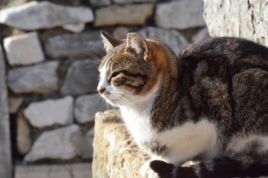 turkey Ephesus cat