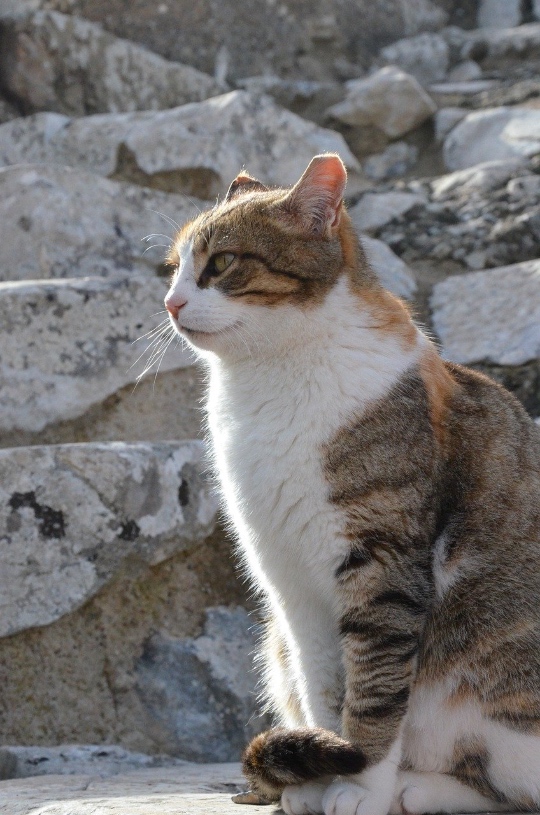 turkey cat