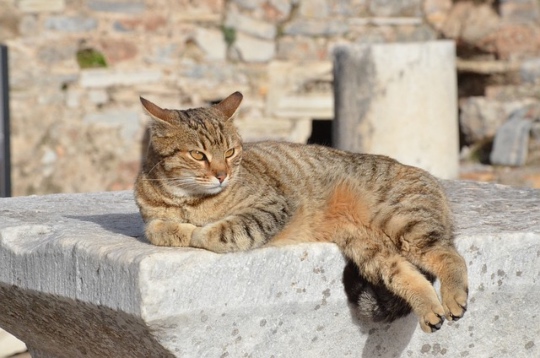 cat Ephesus