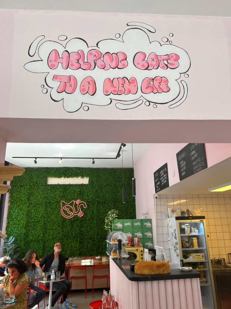 help cats to a new life