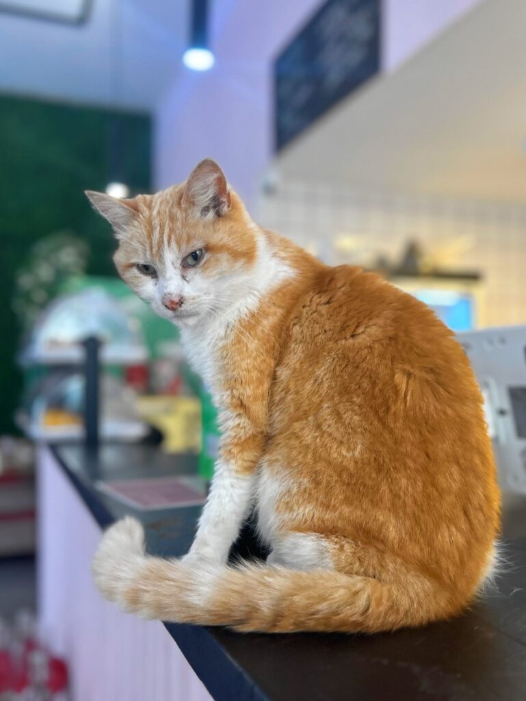 Cat Café Antwerp