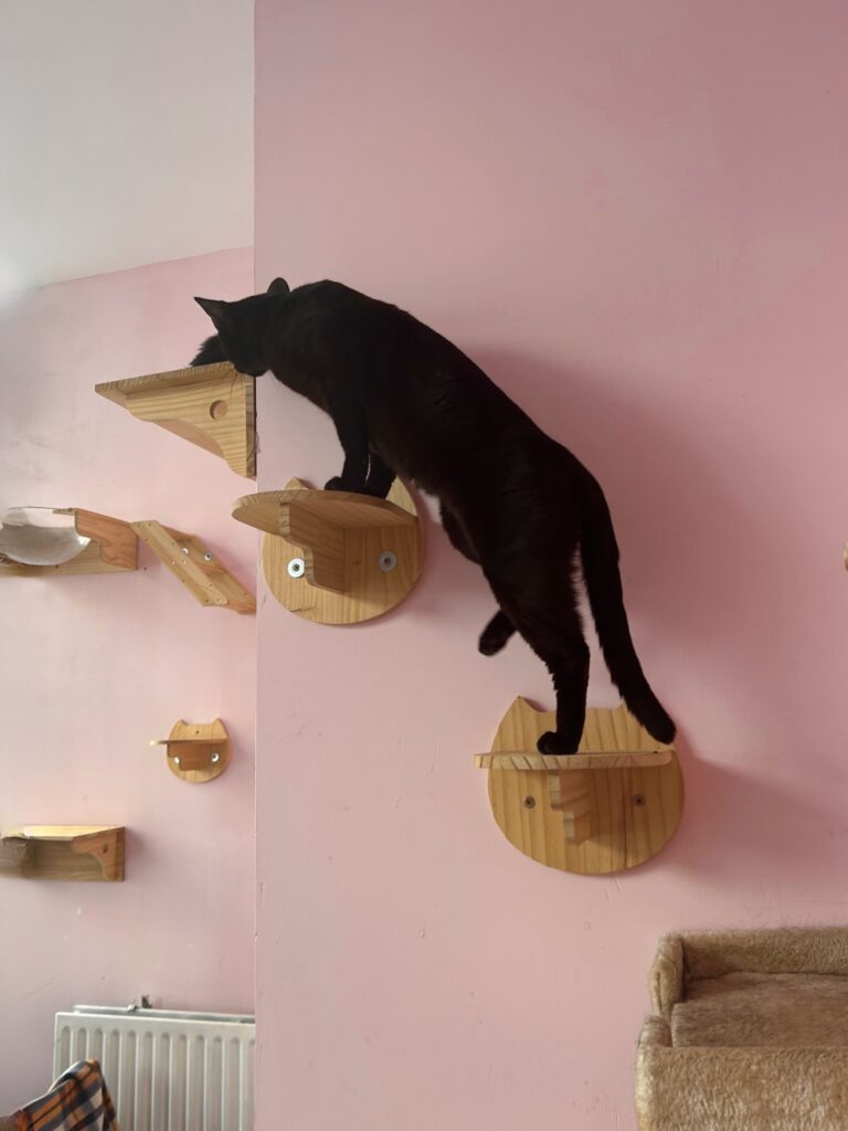 Cat Café Antwerp