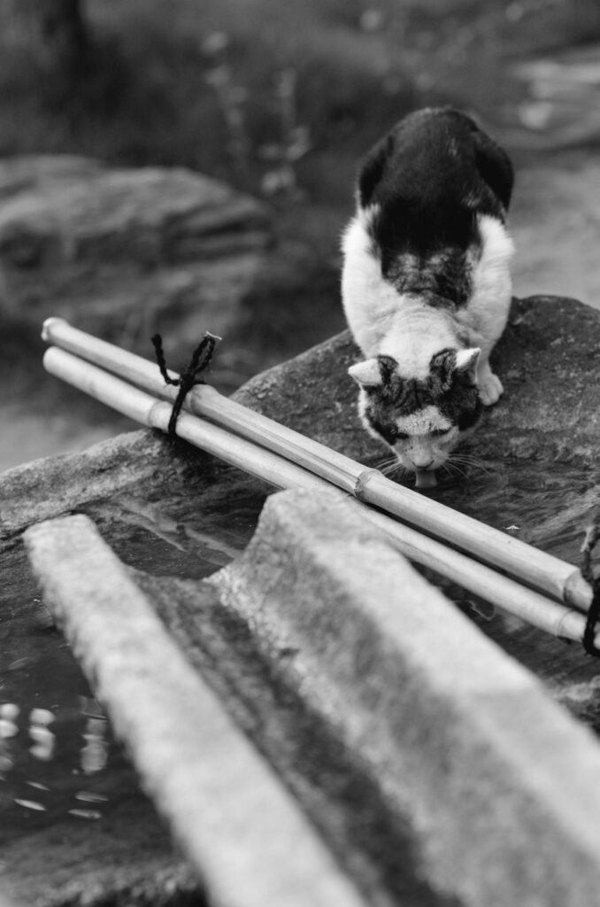 Kyoto and cats
