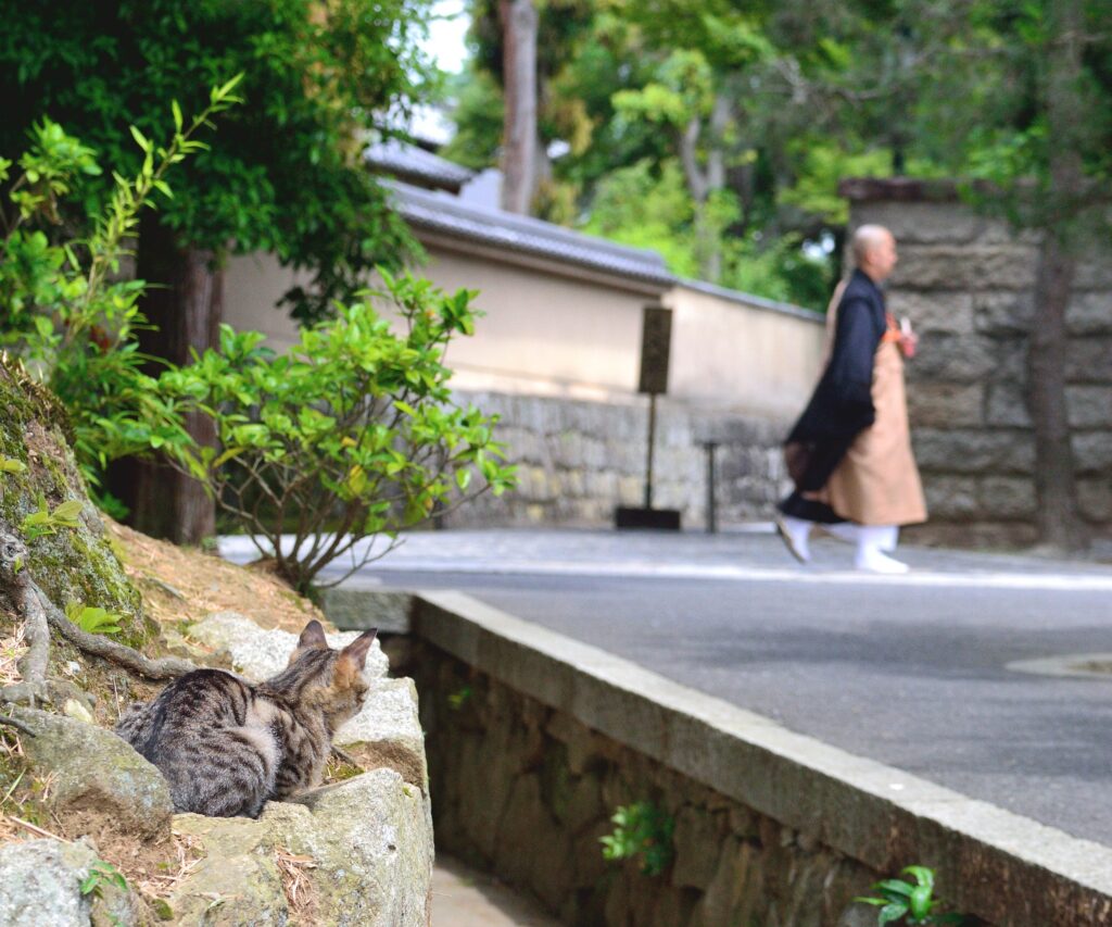 Kyoto cats photography