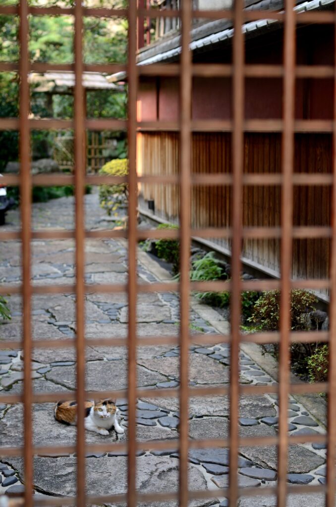 Kyoto cats photos