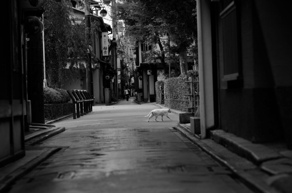 Kyoto cats pictures