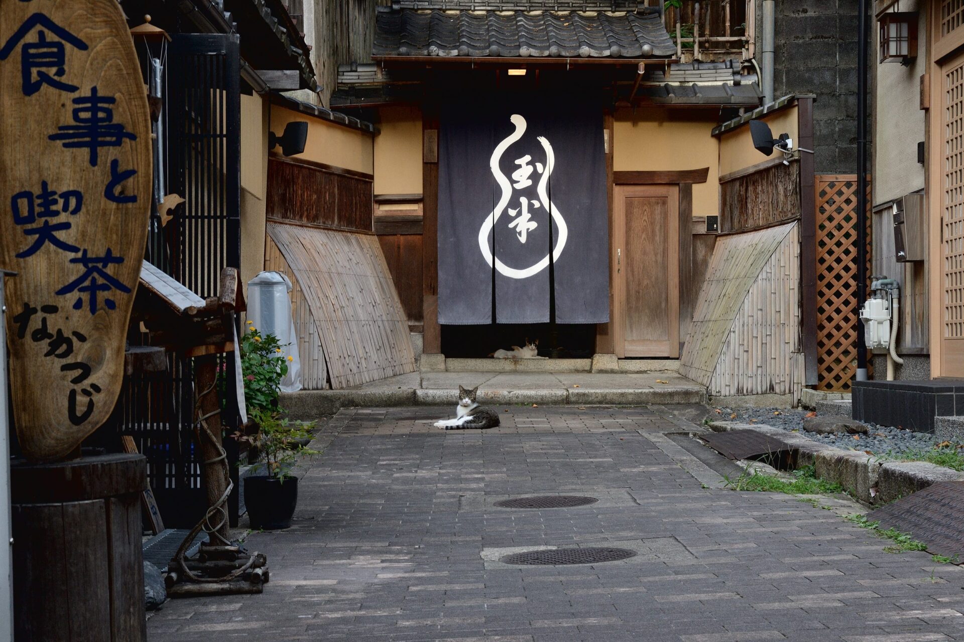 Kyoto cats