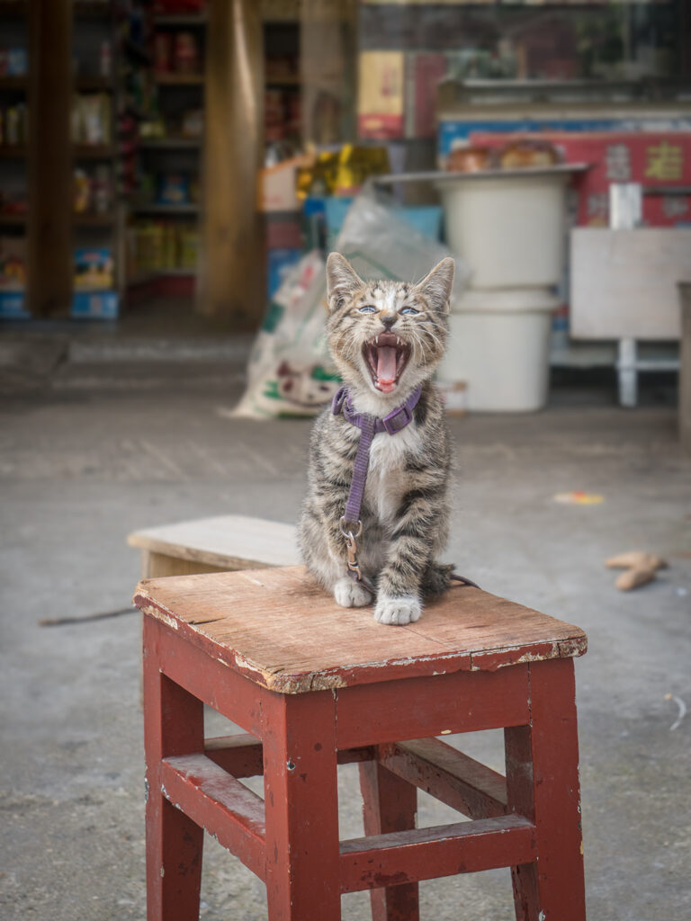 Marcel Heijnen cat book