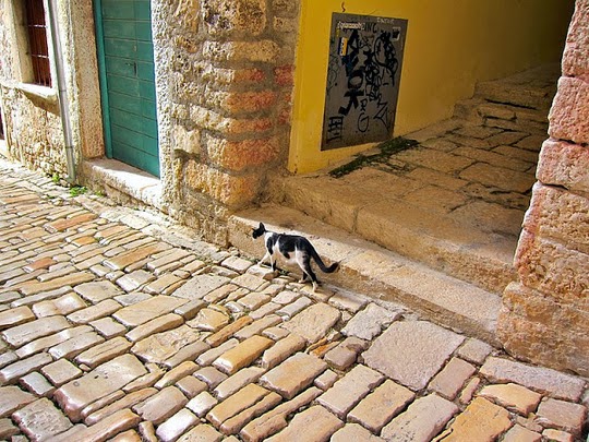 cats of rovinj croatia