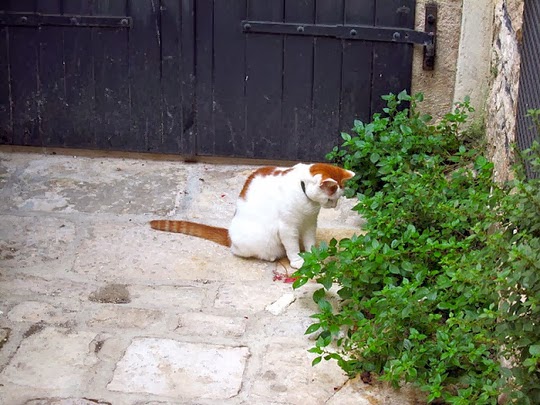 cats of rovinj