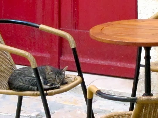 cats of rovinj