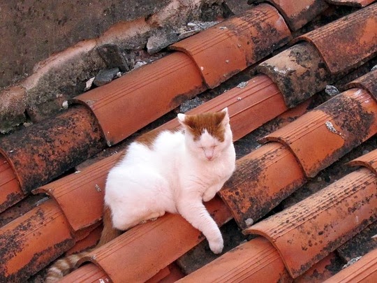 cats of rovinj