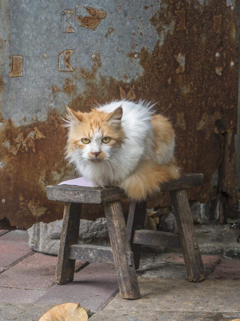 Shop Cats of China book