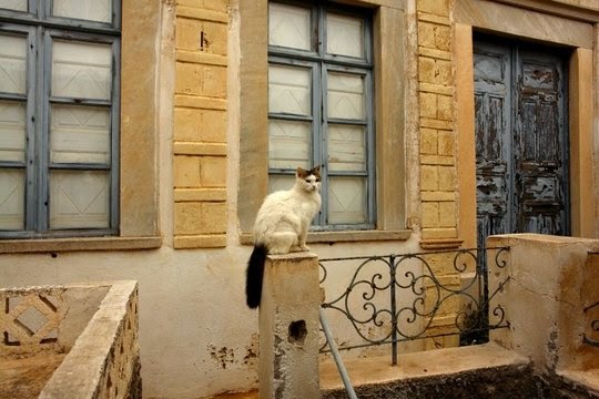 Cats in Oia