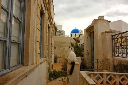 Cats in Oia Santorini