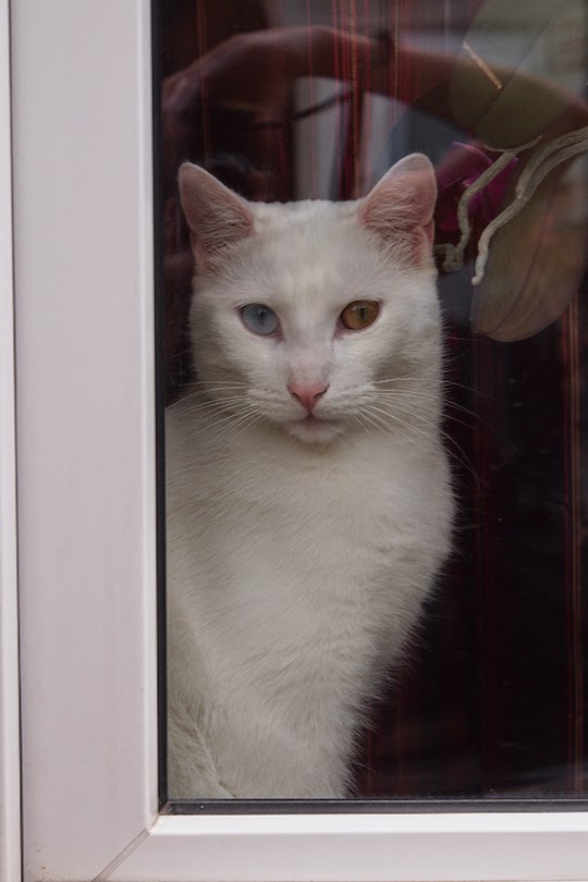 David Bowie cat