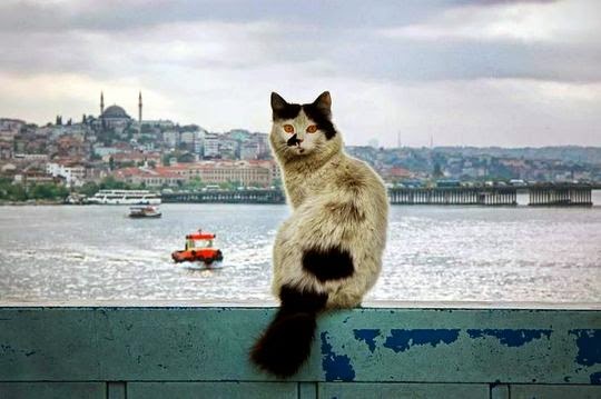Istanbul kitty