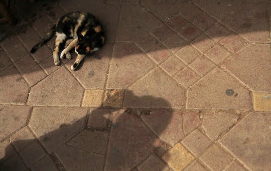Marrakesh cats