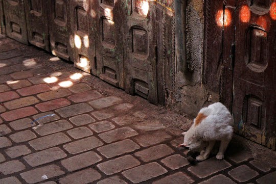Marrakesh cats