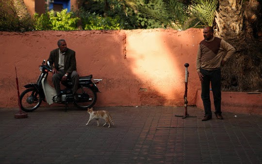 Marrakesh cats
