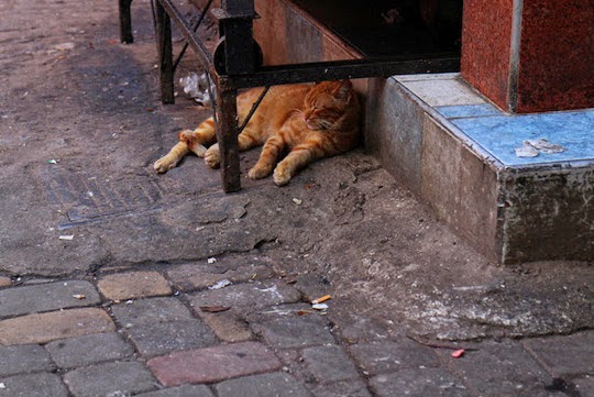 Marrakesh cats