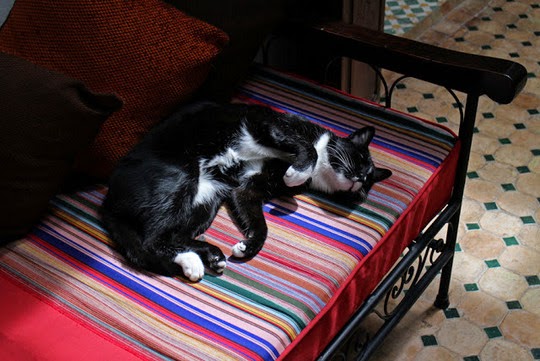Marrakesh cats