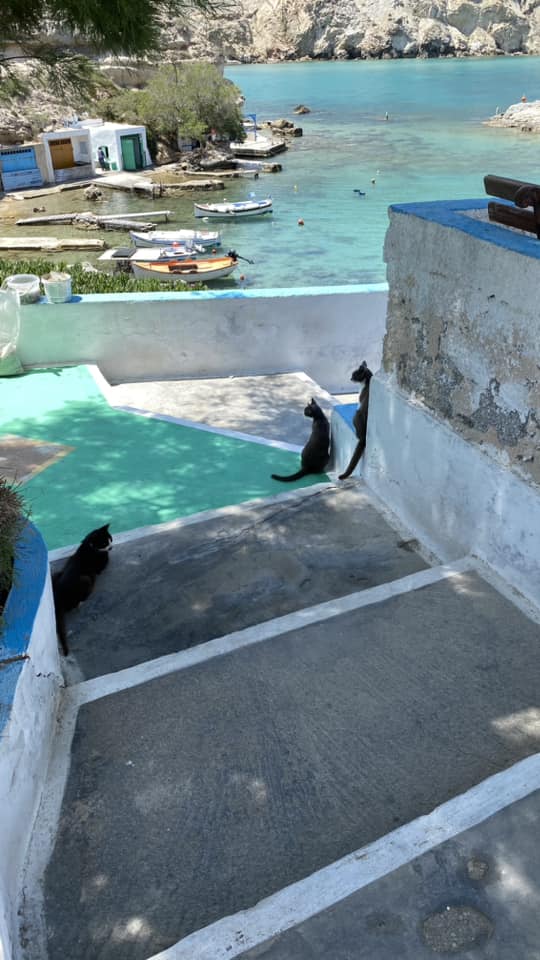 Milos cats