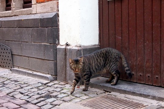 Rue des Dominicains