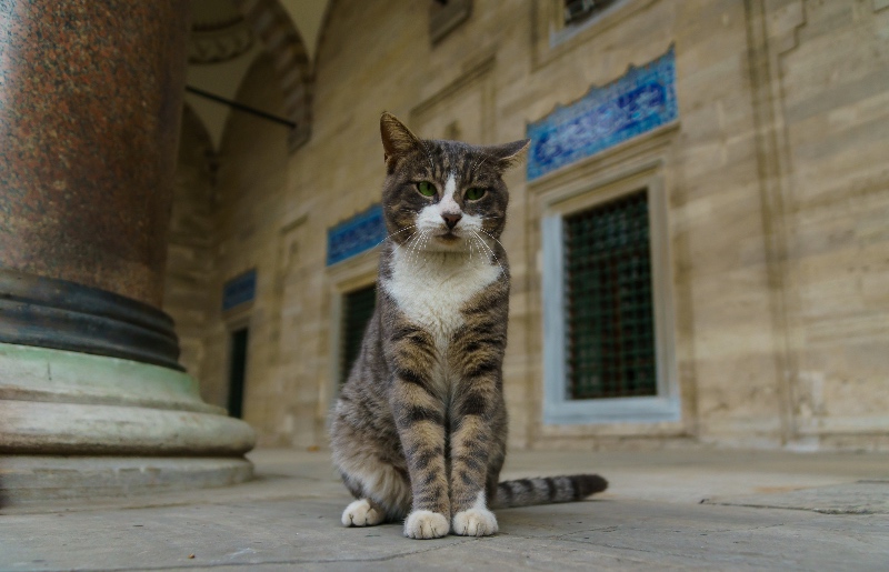 Tabby cat at the Süleymaniye Mosque of Istanbul