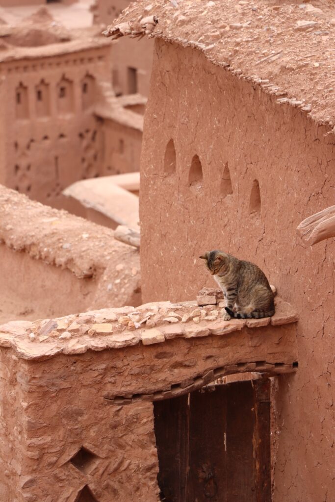 Aït-Ben-Haddou cat