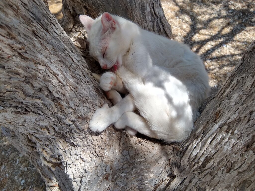 Antiparos cats