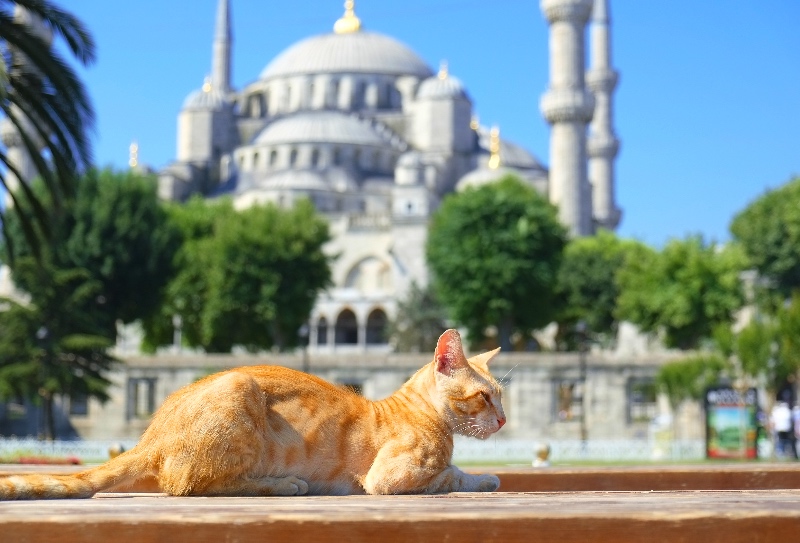 Ginger cat posing in front of the Blue Mosque in Istanbul