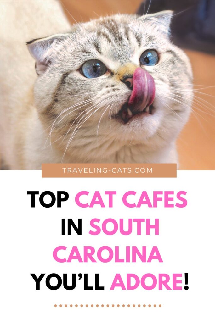 cat cafes in South Carolina