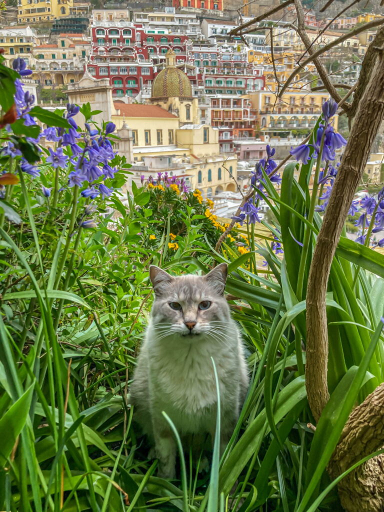 cat in Positano