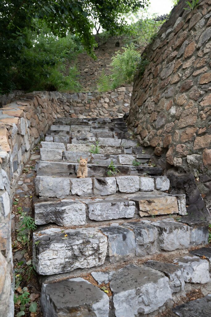 cat on stone stairs