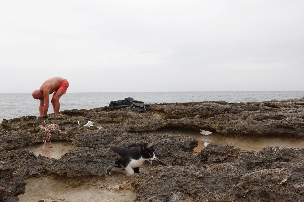 cat stealing a fish on the beach of Cozze