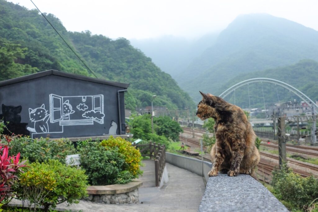 Cat Village in Taiwan