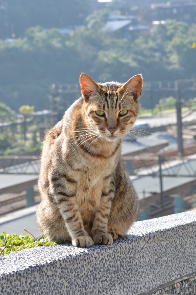 Cat Village Taiwan