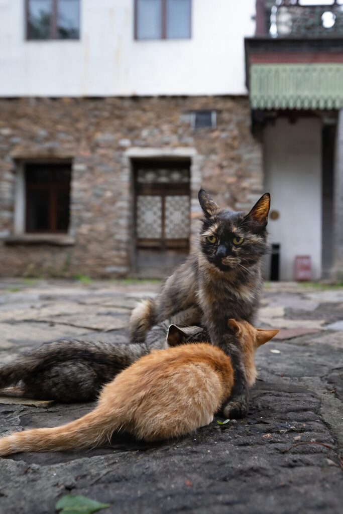 cat family with kittens