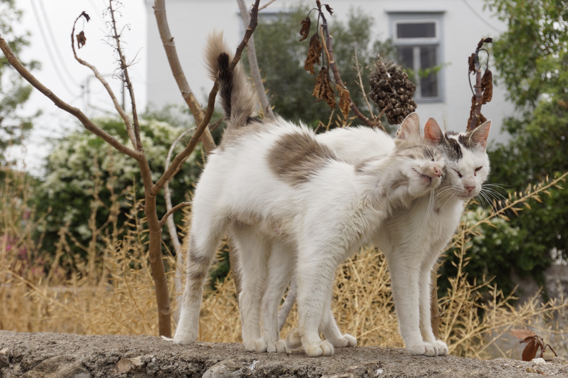 cats in Greece