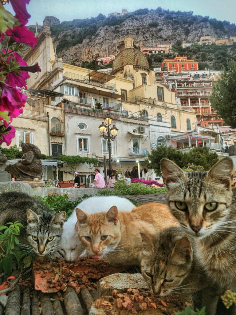 cats in Positano
