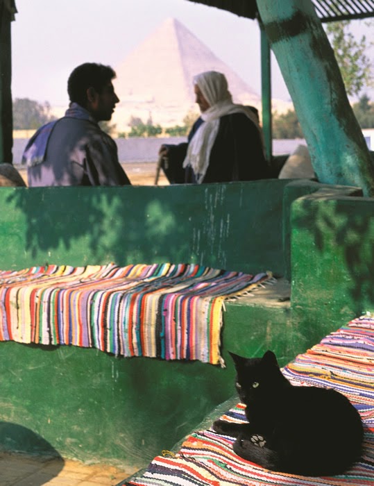 Cats of Cairo