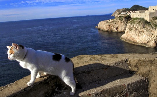cat travel