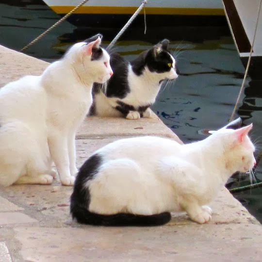 cat travel