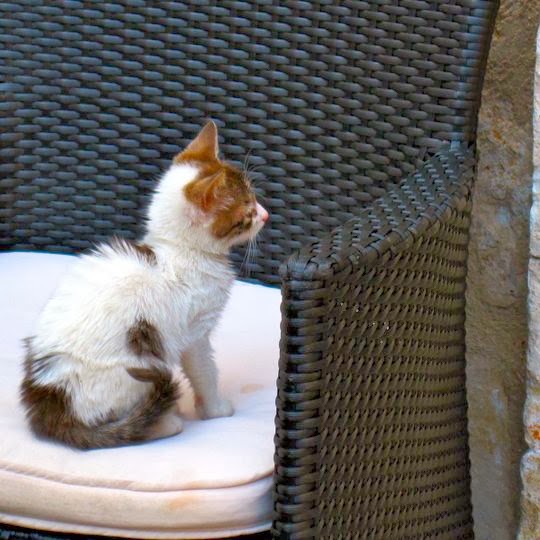 cat travel