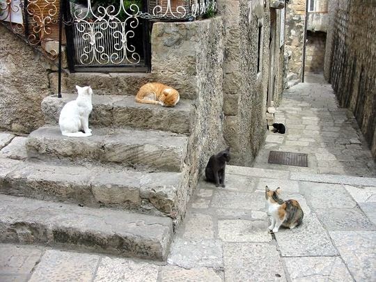 cat travel